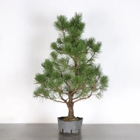 PREBONSAI PIN MUGO n°14