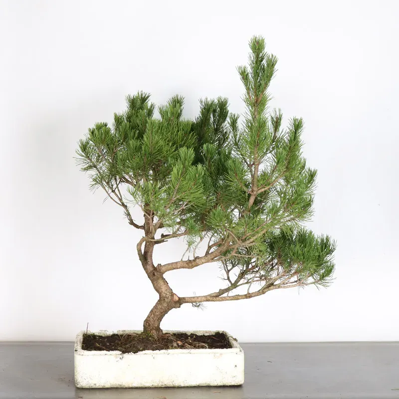 image supplémentaire - PREBONSAI "PINUS MUGO" n°16