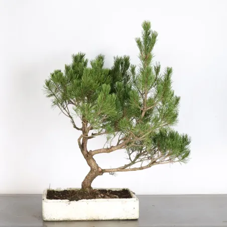 image supplémentaire - Prebonsai pin mugo n°16