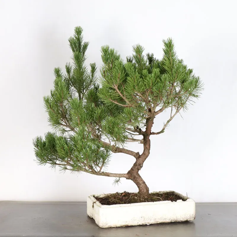 Prebonsai pin mugo n°16