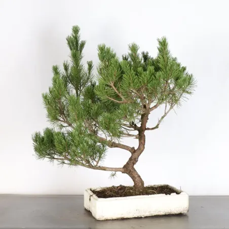 PREBONSAI "PINUS MUGO" n°16