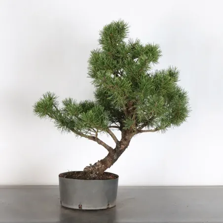 Prebonsai pin mugo n°17