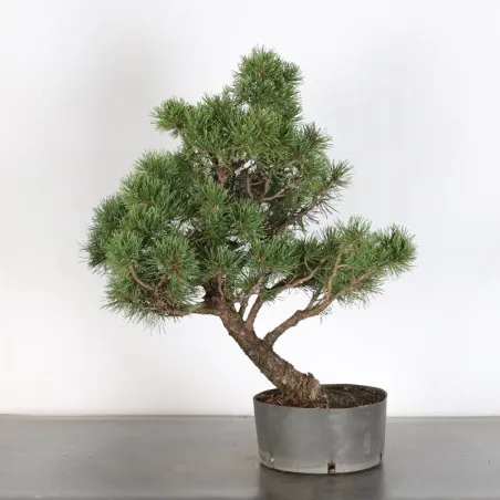 image supplémentaire - Prebonsai pin mugo n°17