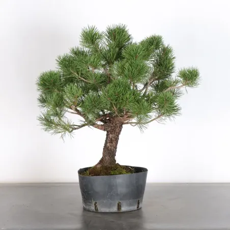 image supplémentaire - Prebonsai pin mugo n°18