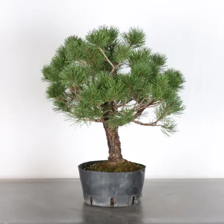 Prebonsai pin mugo n°18