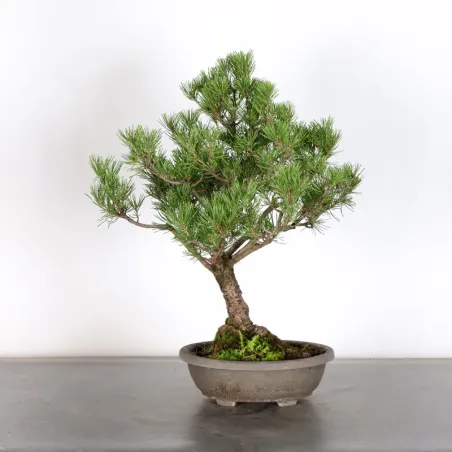 Prebonsai pin mugo n°19