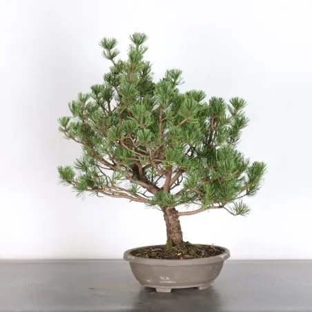 PREBONSAI "PINUS MUGO" n°21