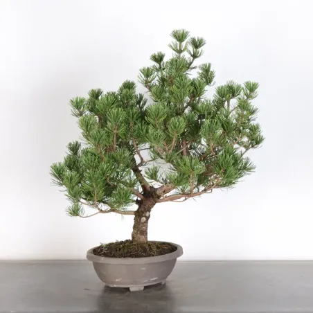 image supplémentaire - PREBONSAI "PINUS MUGO" n°21