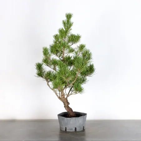image supplémentaire - Prebonsai pin mugo n°22