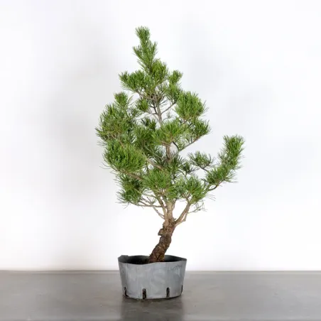 Prebonsai pin mugo n°22