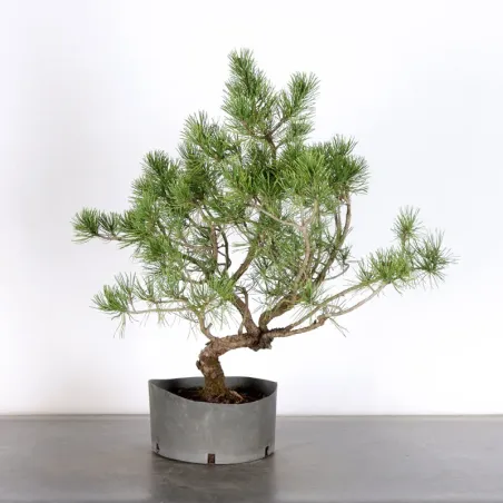 image supplémentaire - PREBONSAI "PINUS MUGO" n°23