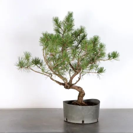 Prebonsai pin mugo n°23
