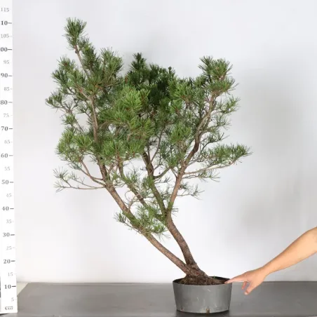 image supplémentaire - PREBONSAI PIN À CROCHETS...