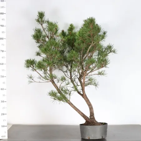 PREBONSAI "PINUS UNCINATA" n°24