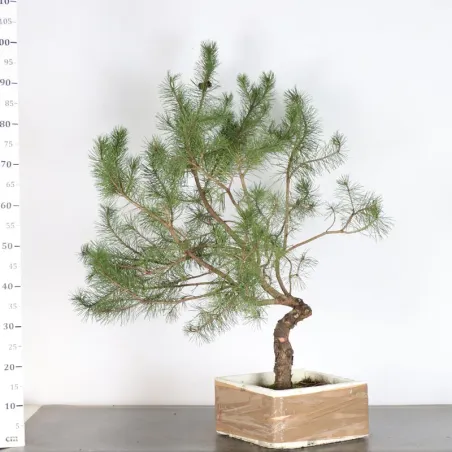 PREBONSAI PIN SYLVESTRE n°25