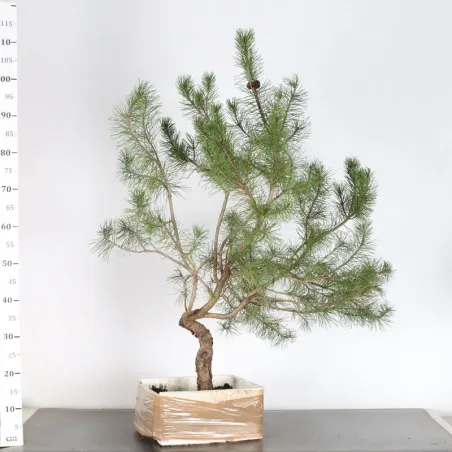 image supplémentaire - PREBONSAI "PINUS...