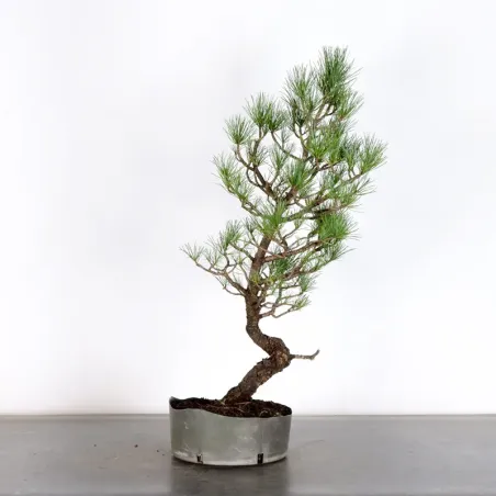 BONSAI pin cembro "PINUS CEMBRA" 1-3