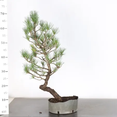 image supplémentaire - BONSAI pin cembro "PINUS...