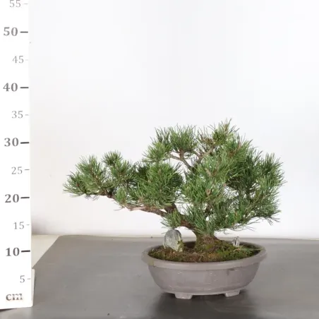 image supplémentaire - BONSAI PINUS MUGO 1-1