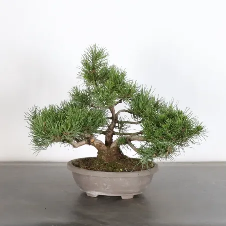 BONSAI PINUS MUGO 1-4