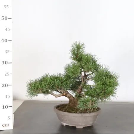 image supplémentaire - BONSAI PIN MUGO 1-4