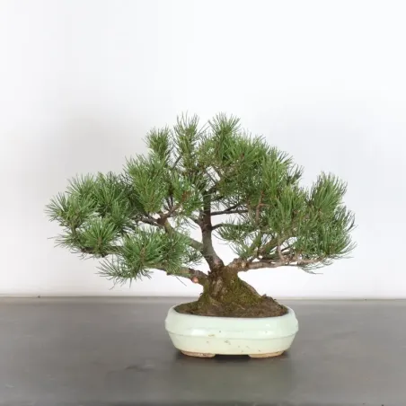 Mugo Bonsai Pine PM-1-6