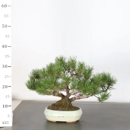 image supplémentaire - BONSAI PINUS MUGO 1-6
