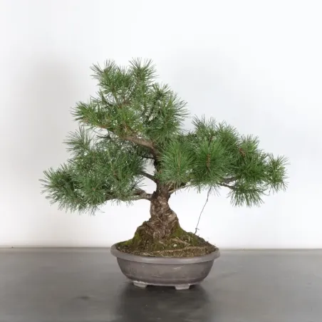 Mugo Bonsai Pine PM-1-7