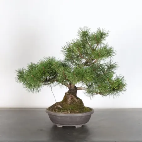 image supplémentaire - BONSAI PINUS MUGO 1-7