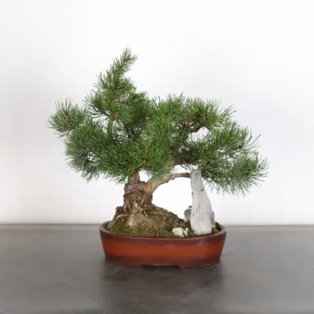 Pin mugo bonsai PM-1-10