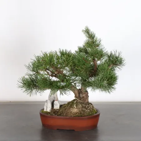 image supplémentaire - BONSAI PINUS MUGO WITH ROCK...