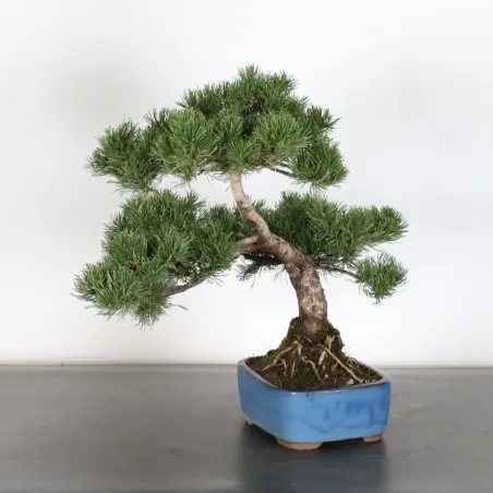 image supplémentaire - BONSAI PINUS MUGO 1-13