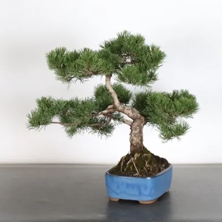 Mugo Bonsai Pine PM-1-13