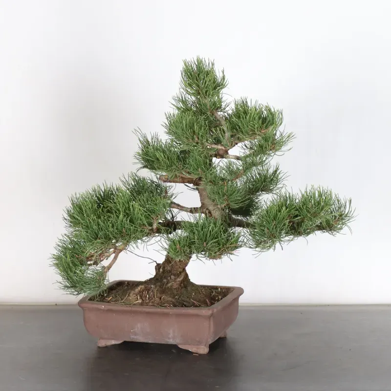 image supplémentaire - BONSAI PINUS MUGO 1-14