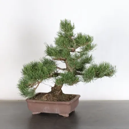 image supplémentaire - BONSAI PINUS MUGO 1-14
