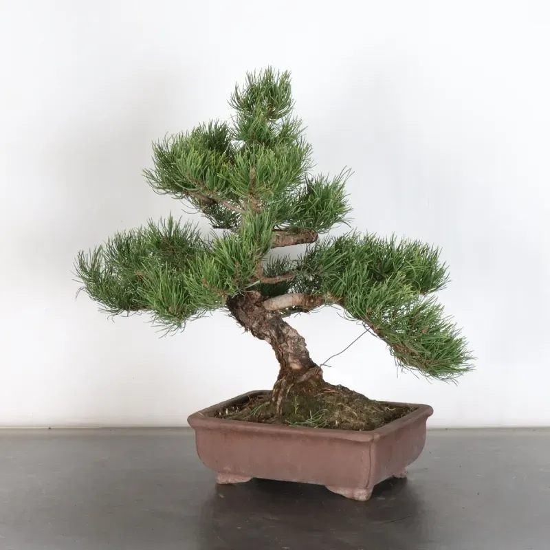 Mugo Bonsai Pine PM-1-14