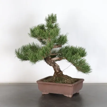 Pin mugo bonsai PM-1-14