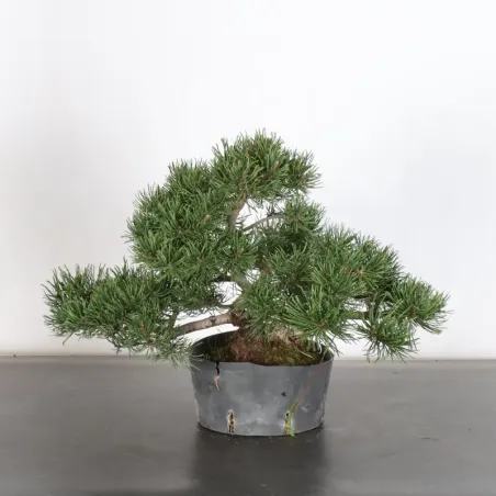 image supplémentaire - PREBONSAI PINUS MUGO 1-15