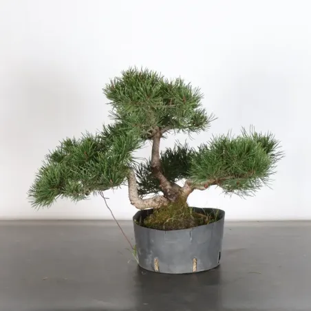Mugo Bonsai Pine PM-1-15