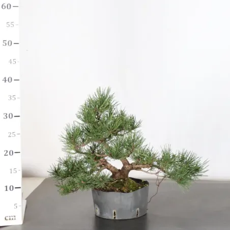 image supplémentaire - PREBONSAI PINUS MUGO 1-21
