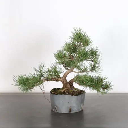 PREBONSAI PINUS MUGO 1-21