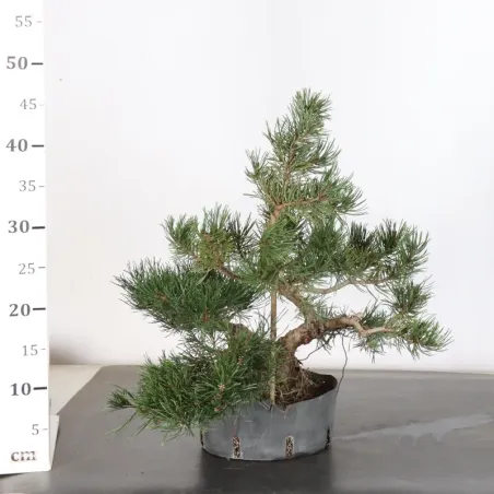 image supplémentaire - PREBONSAI PIN MUGO 1-27