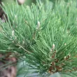 Pin Thunbergii