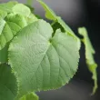 Linden
