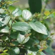 Celtis Micocoulier