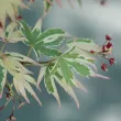 Érable Palmatum Butterfly