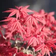 Érable Palmatum Deshojo