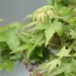 Érable  Palmatum Koto hime