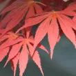 Érable Palmatum Atropurpureum
