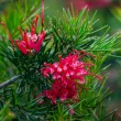 Grevillea juniperina